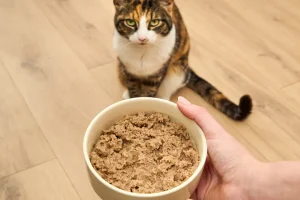 OFP-Cat-Wet-Food-Pate-recipe-feature-card-1-736x612