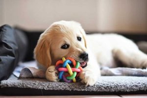 Puppy-chewing-dog-toy_resized