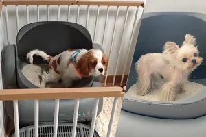 can-dogs-use-litter-boxes